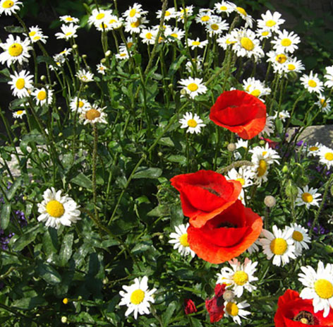 Semi di fiori colorati da taglio Arcobaleno