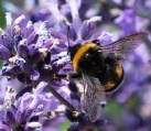 Semi di fiori per uso estensivo